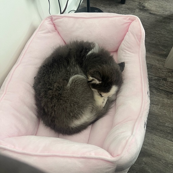 GIVE IVY A TREAT ❤️ - Picture 3 of 3